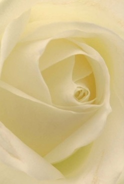 Captured in this close-up is the poetic essence of a white rose, its ivory petals curling gracefully inward and reflecting the gentle ambiance found along Thamesmead's leafy pathways. Each velvety layer feels almost translucent-inviting you to imagine tracing the soft curvature with your fingertips. Subtle, diffused lighting washes over the cream and delicate yellow undertones, banishing any harshness and evoking the calming mood of a quiet Thamesmead morning. This rose conveys the hopefulness of a celebration just about to begin, the intimate emotions behind an anniversary, or the warmth bestowed by a thoughtful bouquet sent to a nearby neighbour. Its elegant silhouette and flawless structure speak of timeless romance, while the image's detailed focus allows you to almost sense the sweet, understated floral scent wafting through a room. Crafted by passionate local florists, this bloom is more than an ornament; it embodies the care, skill, and artistry Thamesmead Florist brings to every delivery made throughout this vibrant community.